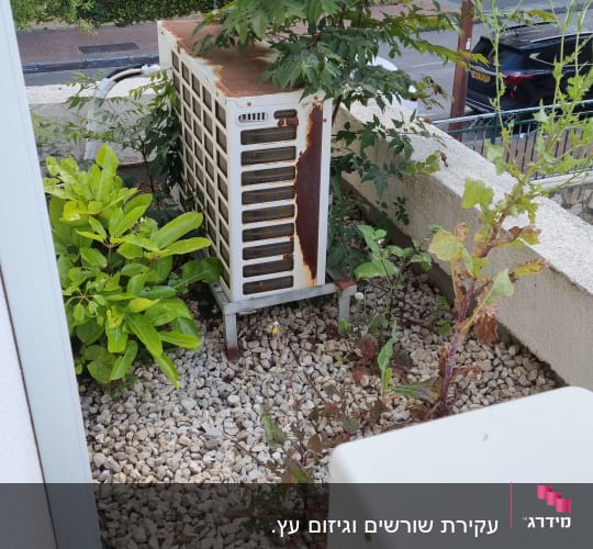 צמחים ירוקים ואבנים קטנות בגינה קטנה